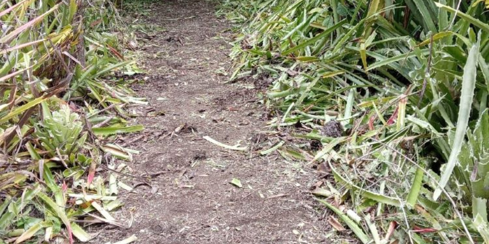 Finca playa azul en Marbella