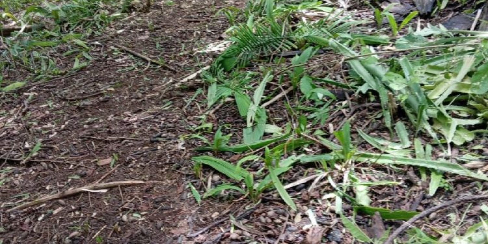 Finca playa azul en Marbella