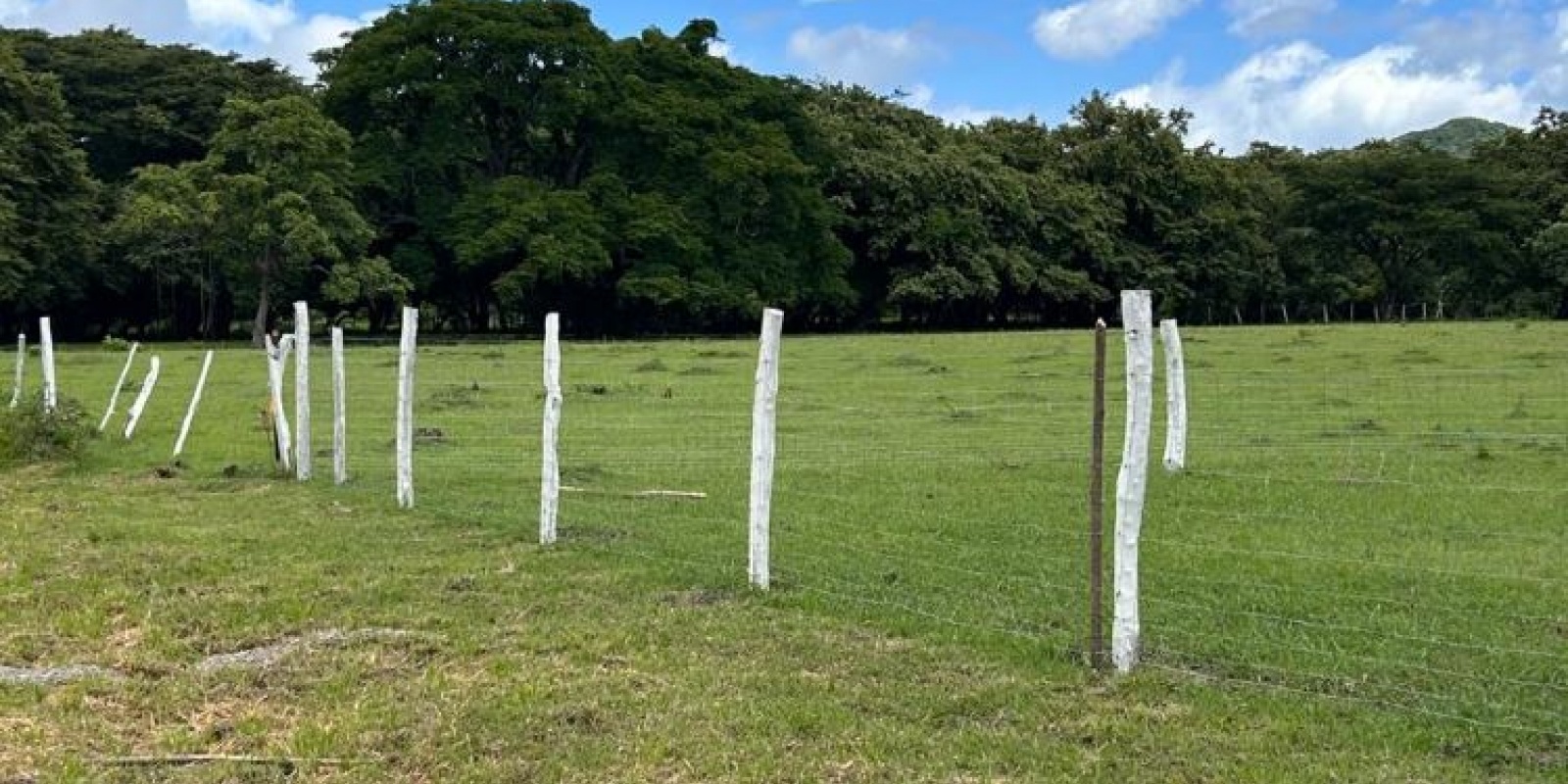 Cuatro lotes en La Cruz