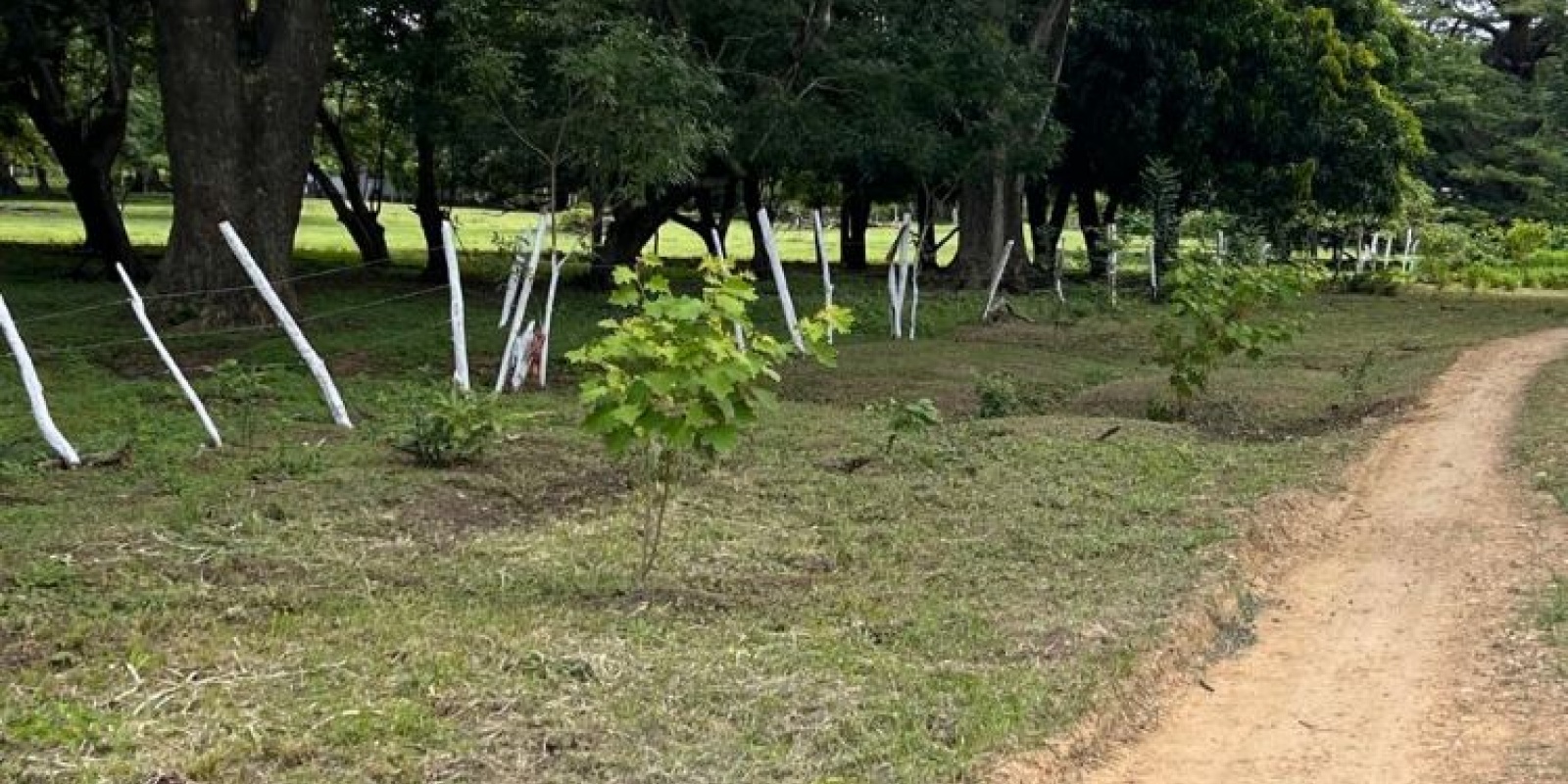 Cuatro lotes en La Cruz